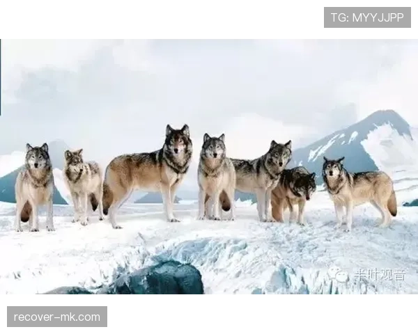 狼队战术解析：团队协作再显威力，赛场表现持续高光